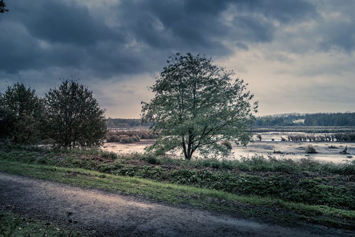 trees in a field on stormy day - weather and recovery - seasons