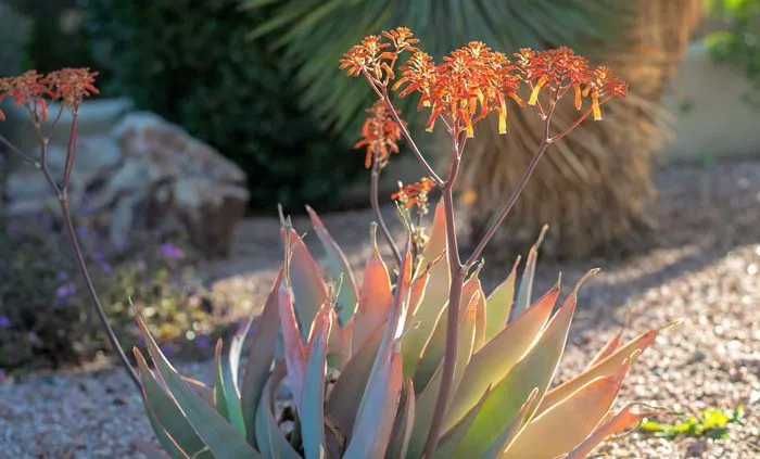 flowering desert plant - Cottonwood Tucson behavioral health and addiction treatment
