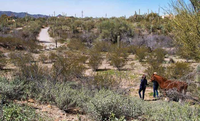 two people walking horse on desert trail - Cottonwood Tucson holistic treatment for mood disorders and addiction