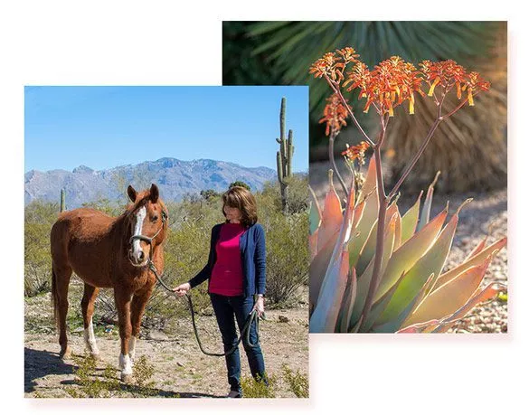 Cottonwood tucson - equine therapy - horses - behavioral health treatment center - addiction rehab in tucson arizona